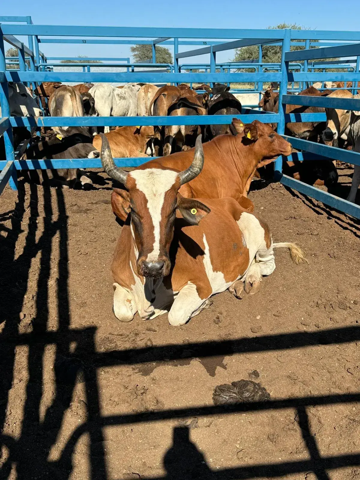 Namibian farming