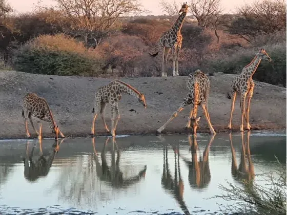 Farm waterhole